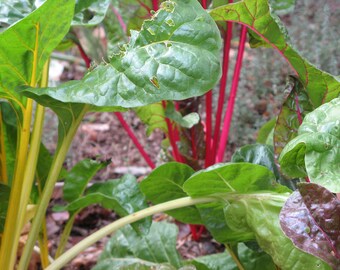 250 Rainbow Swiss Chard - Non-GMO Heirloom - Open Pollinated