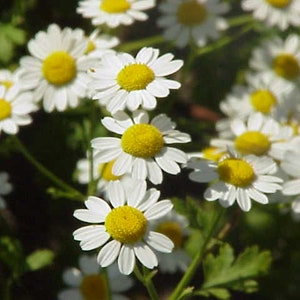 1,000 Tanacetum Parthenium Seeds - Feverfew Seeds - Herb