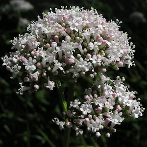 300 Valeriana Officinalis Seeds - Valerian Plant