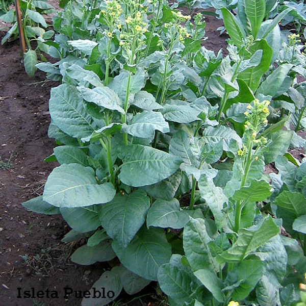 1000 Isleta Pueblo rustica Tobacco Seeds - Nic. Rustica Tobacco - Sacred Tobacco