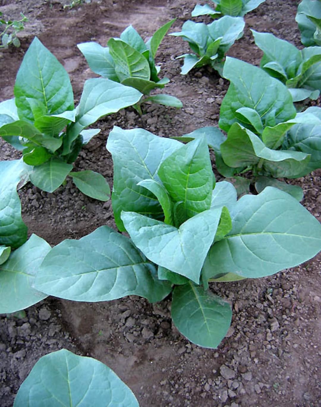 corojo tobacco seeds Habaneros Seeds 1000 Corojo 99