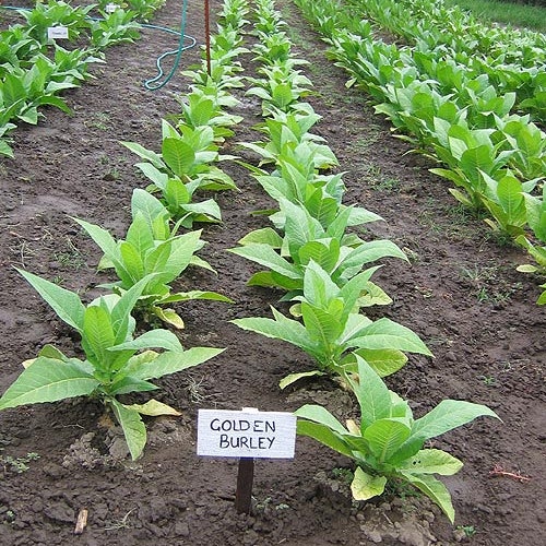 1000 Golden Burley Tobacco Seeds ~ Heirloom Nicotiana Tabacum ~ Flavorful