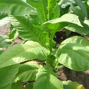 1000 Greenwood Seeds ~ Heirloom Dark ~ Non-GMO Nicotiana Tabacum Seeds
