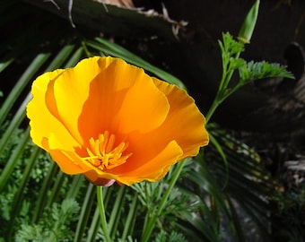 May include: A bright orange California poppy flower with a yellow centre, blooming in a lush green garden.