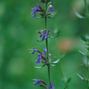 1500 Hyssop Hyssopus officinalis Seeds ~ Non-GMO Heirloom Culinary