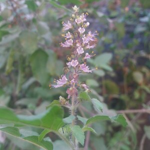 1000 Green Sacred Basil - Ocimum tenuiflorum Seeds - Culinary Herb