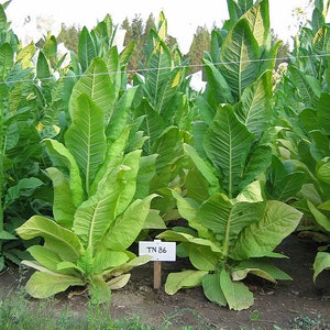 1000 TN 86 Tobacco Seeds ~ Heirloom ~ Disease Resistant ~ Non-GMO Tobacco