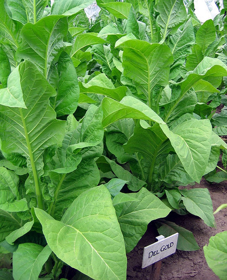 1000 Del Gold Tobacco Seeds Heirloom High Yield Fast Etsy