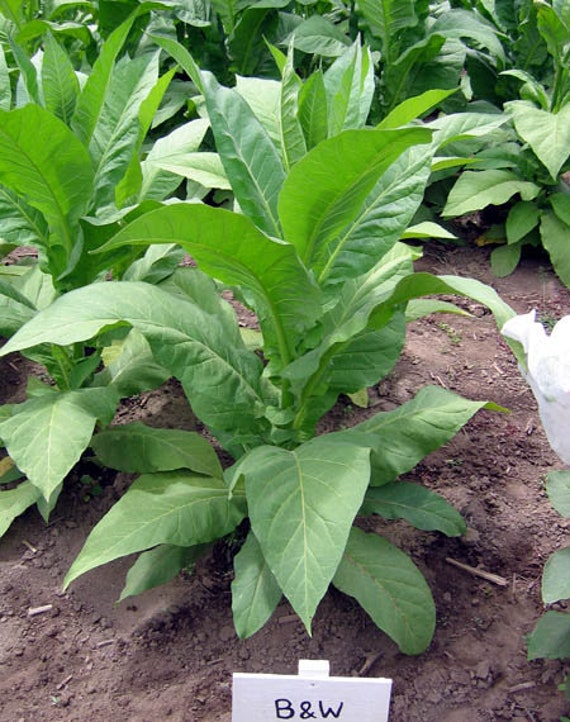 brown and williams tobacco 1000 Brown & Williams Low Nic Tobacco Seeds ~ Heirloom Nicotiana Tabacum~  Non-gmo