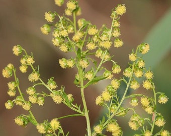 Sweet Annie Seeds - Artemisia annua - Sagewort - Wormwood - 1000 or 5000 Seeds