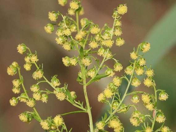 1000 Semillas de Artemisia annua, Ajenjo dulce, Sweet Annie, Sweet Sagewort