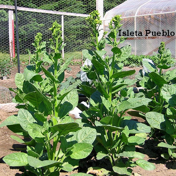 isleta pueblo tobacco 1000 Isleta Pueblo rustica Tobacco Seeds - Nic. Rustica Tobacco