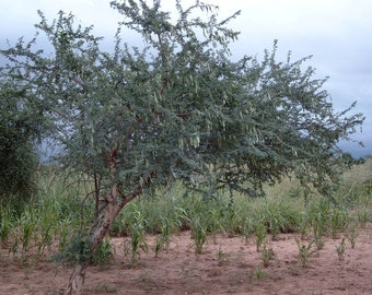 5 Acacia senegal Seeds ~ Gum Arabic Seeds ~ Rare and Exotic Acacia ~ Senegalia