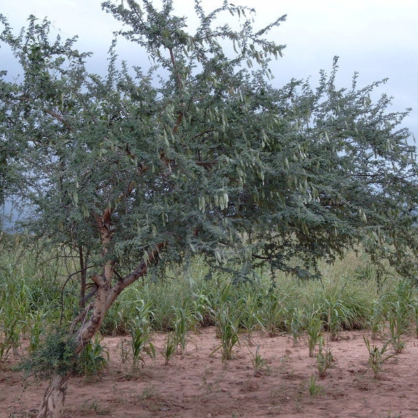 5 Acacia senegal Seeds ~ Gum Arabic Seeds ~ Rare and Exotic Acacia ~ Senegalia