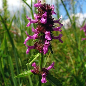May include: Close-up of a vibrant purple flower spike with small, delicate blooms. The flower is surrounded by green foliage and grass, with a blurred blue sky in the background. The plant's texture is spiky and textured.