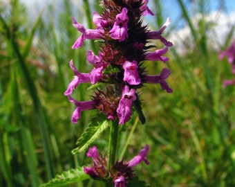 Betony Seeds - Stachys officinalis Seeds - Multiple Quantities