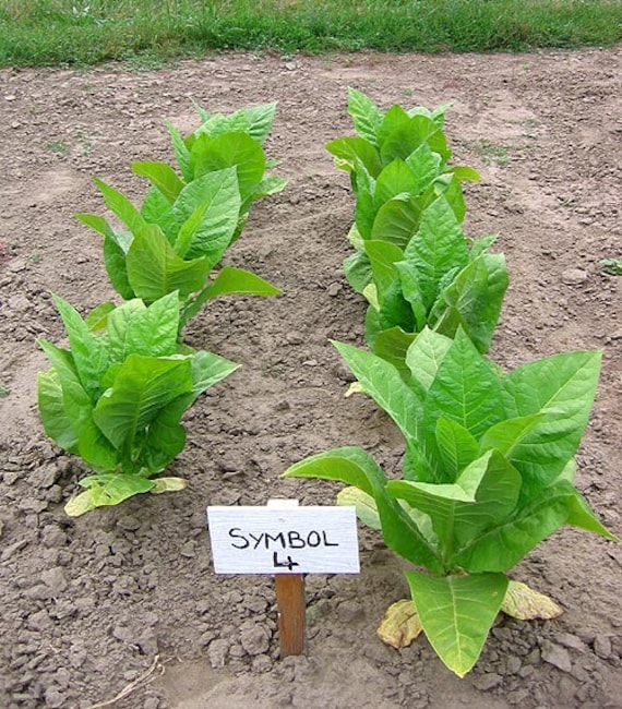 1000 Symbol 4 Tobacco Seeds ~ Early Maturing Pipe and Cig Nicotiana Tabacum 