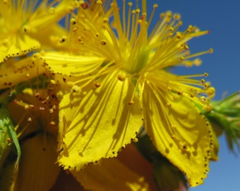 St. Johns Wort Seeds - Hypericum perforatum Seeds - Multiple Quantities