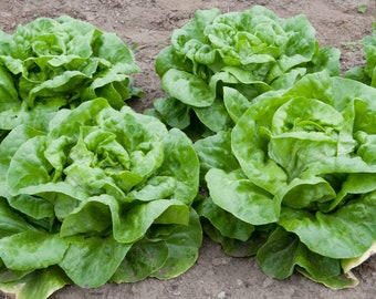 May include: Close-up of several heads of fresh, green butter lettuce growing in a garden bed. The lettuce leaves are tightly packed and have a slightly ruffled texture. The soil is a light brown colour.