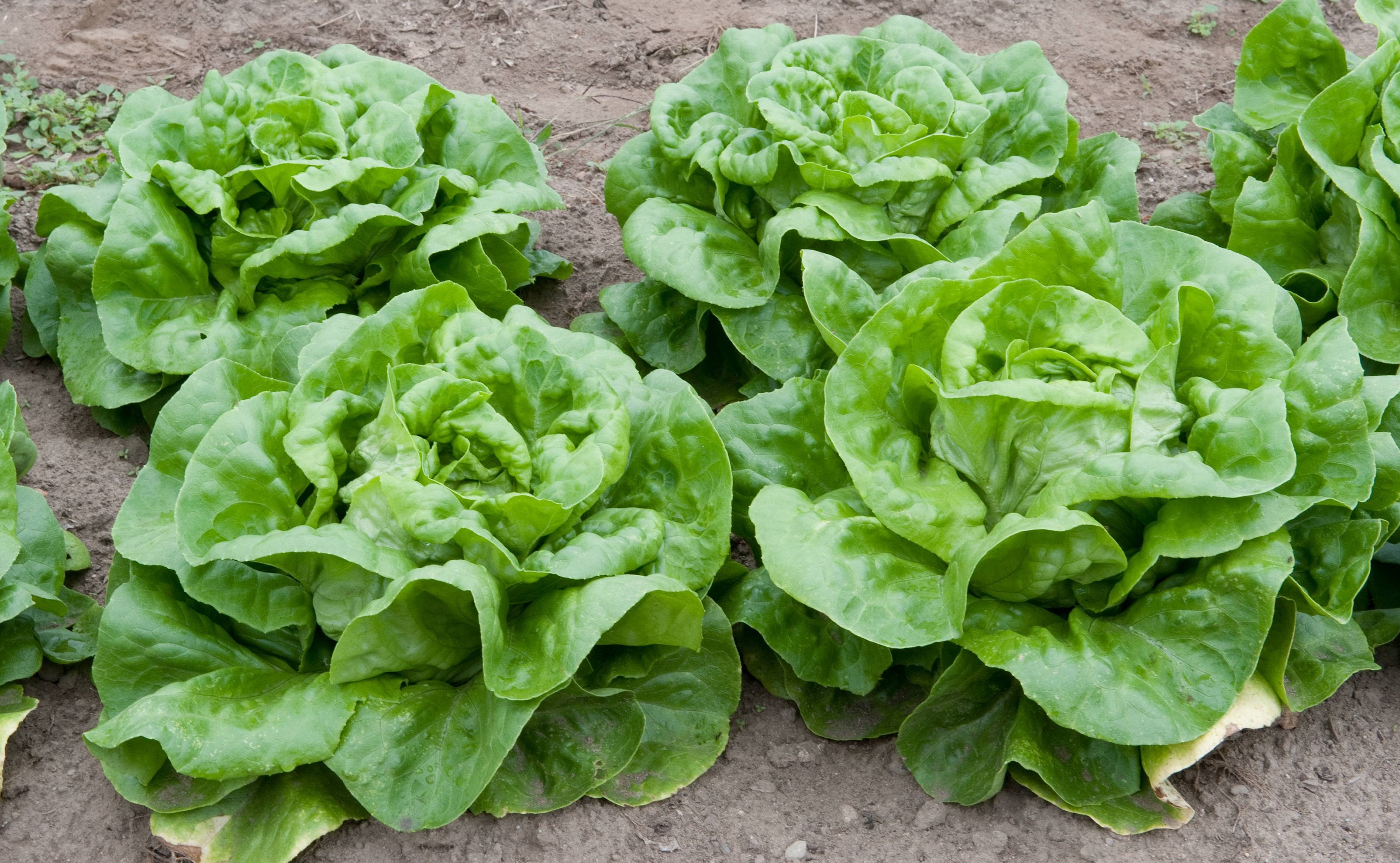 $1.69 Combined Shipping 2,000 2021 Buttercrunch Heirloom Lettuce Seeds