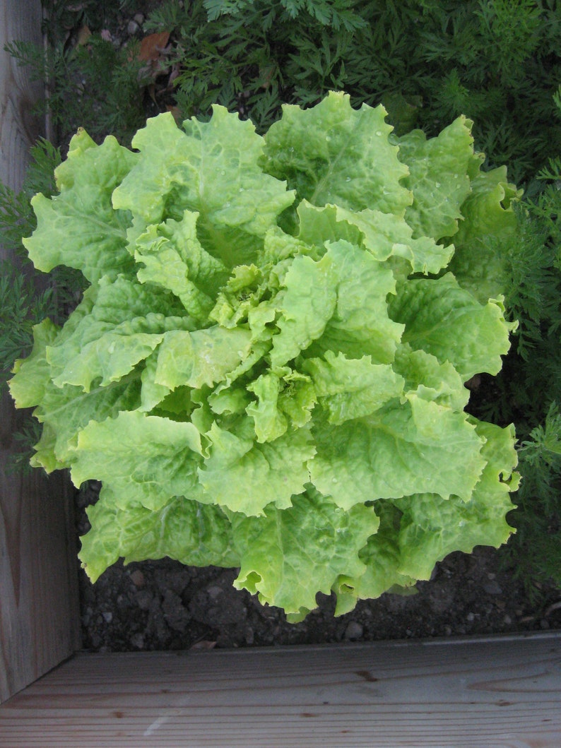 4000 Gourmet Lettuce Seed Mix 5 Varieties Bulk Seed Etsy