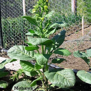 May include: A close-up of a tobacco plant with green leaves and yellow flowers growing in a garden. The plant is growing against a wire fence. The text "Mohawk" is visible in the lower left corner of the image.