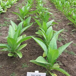 brazilian tobacco plant Brazilian Tobacco