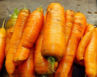 May include: A bunch of orange carrots with green tops. The carrots are arranged in a pile, with some of them overlapping.