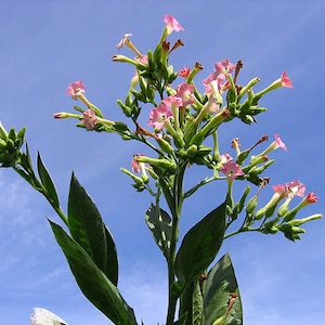 1000 Corojo 99 Tobacco Seeds ~ Wrapper Leaf Heirloom Non-GMO Nicotiana Tabacum