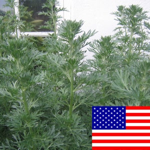 500 Artemisia Absinthium Seeds - Absinthe Wormwood - Herb