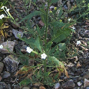 1000 Nicotiana acuminata var. multiflora Tobacco Seeds image 4