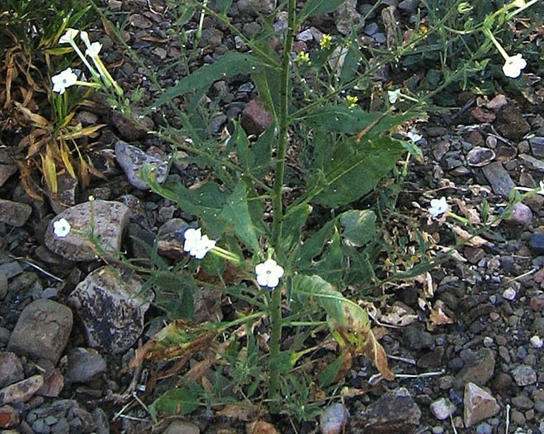 1000 Nicotiana acuminata var. multiflora Tobacco Seeds image 4