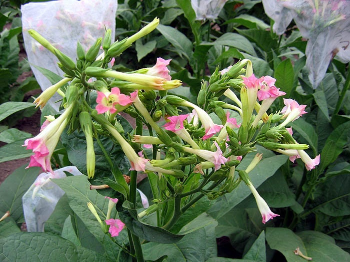 orinoco tobacco 1000 White Stem Orinoco Tobacco Seeds ~ Heirloom Bright Leaf Nicotiana  Tabacum