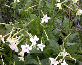 Free Shipping Grow Your Own Open Pollinated Flower Seeds Nicotiana alata Non GMO Jasmine Flowering Tobacco Naturally Grown Free Shipping Grow Your Own Open Pollinated Flower Seeds Nicotiana alata Non GMO Jasmine Flowering Tobacco Naturally Grown