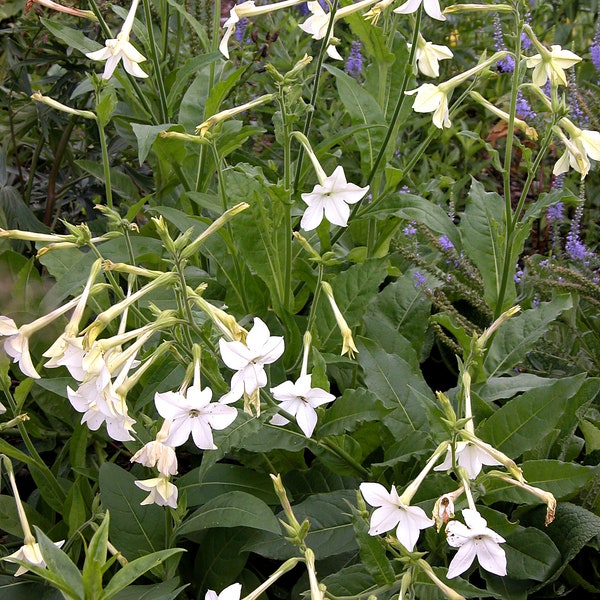 1000 Nicotiana Alata Seeds - Jasmine Flowering Nicotiana