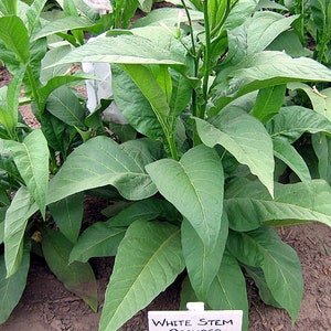 1000 White Stem Orinoco Tobacco Seeds ~ Heirloom Bright Leaf Nicotiana Tabacum