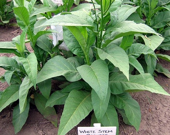 rare tobacco seeds Thou Tobacco- VERY heirloom Virginia Tobacco Seed (Tabacum species)