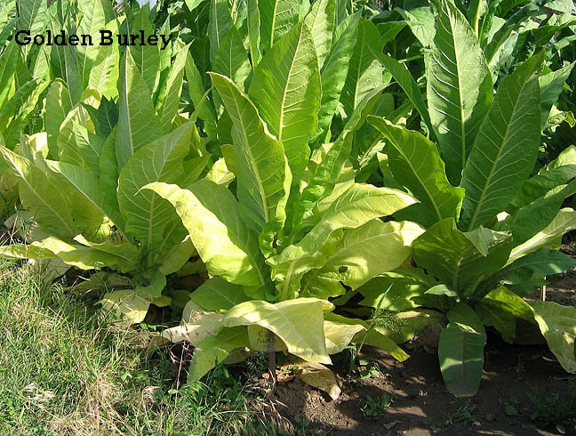 1000 Golden Burley Tobacco Seeds Heirloom Nicotiana Tabacum Etsy