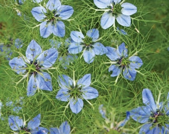 Black Cumin Seeds - Nigella sativa Seeds - Culinary Plant - Multiple Quantities