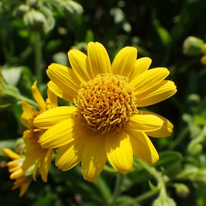 50 Arnica chamissonis seeds - Meadow Arnica Seeds - Beautiful Flower!