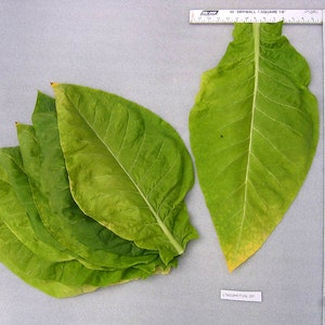1000 L&#39;Assomption Tobacco Seeds ~ Filler Type Heirloom Non-GMO Nicotiana Tabacum
