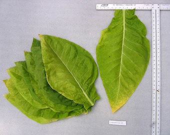 how to get tobacco stains off skin How To Remove Tobacco Stains From Teeth