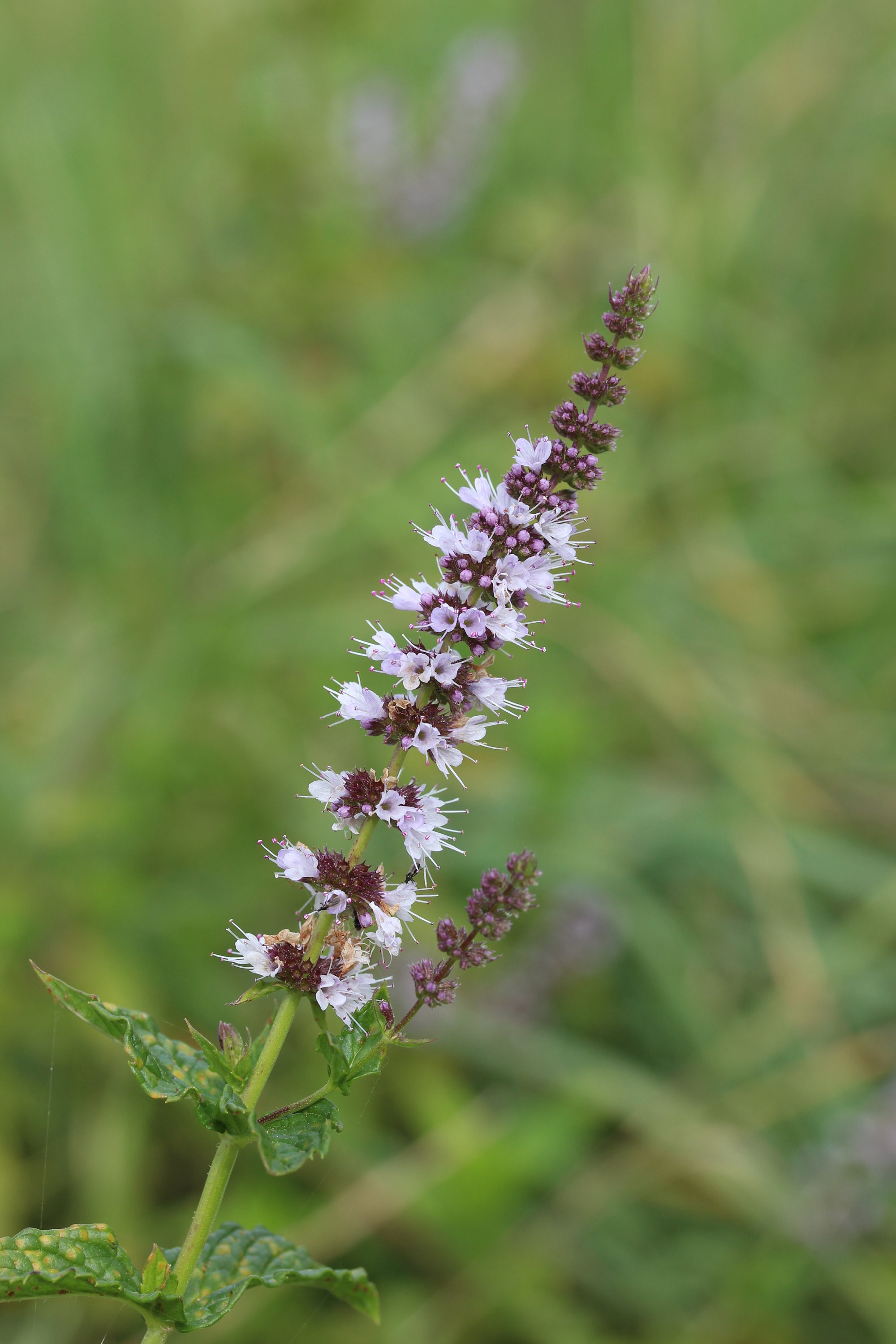 100+ Spearmint Seeds (Mentha Spicata) - Non-GMO, Easy To Grow Herb, Free Shipping!