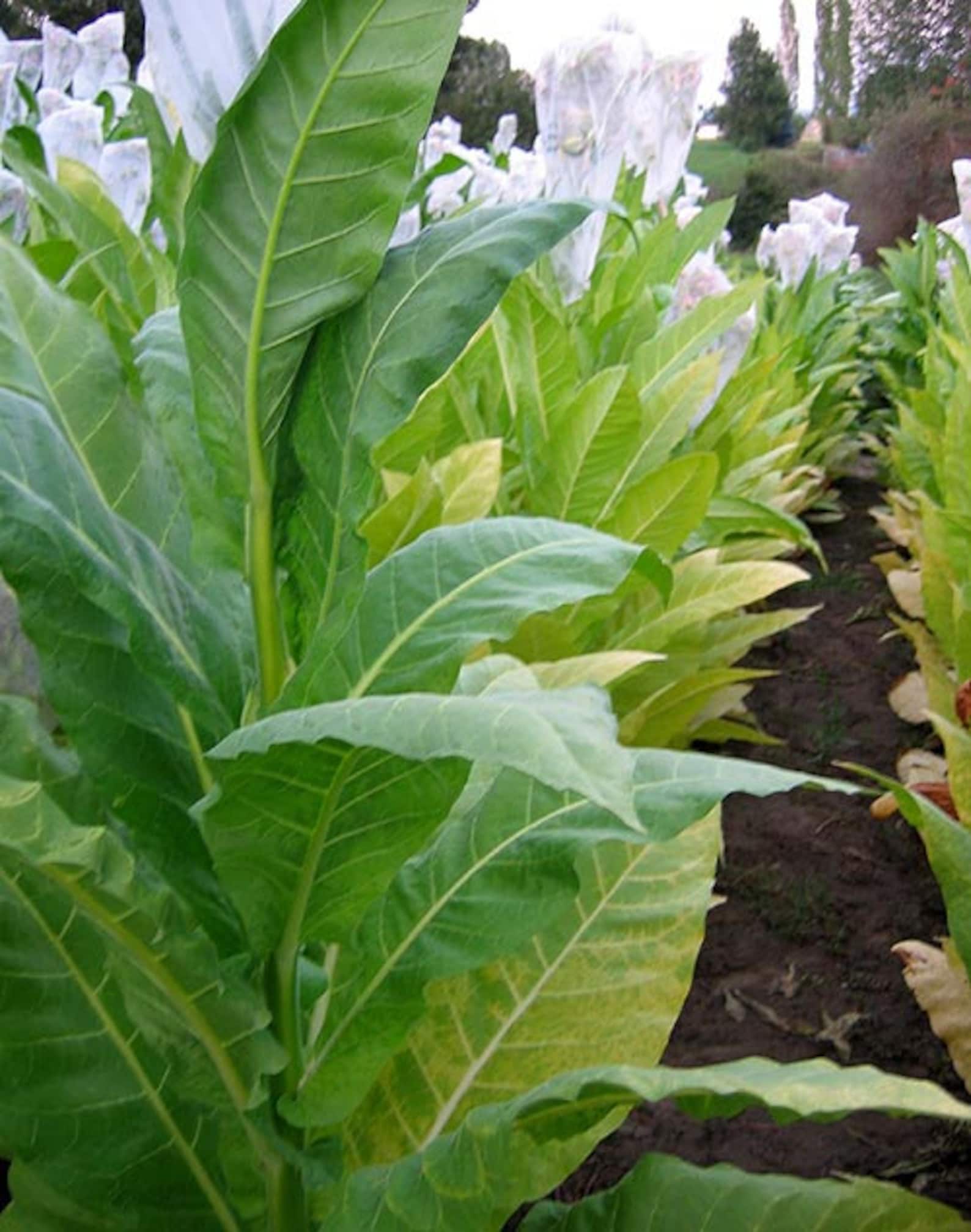 1000 Golden Burley Tobacco Seeds Heirloom Nicotiana Tabacum Etsy