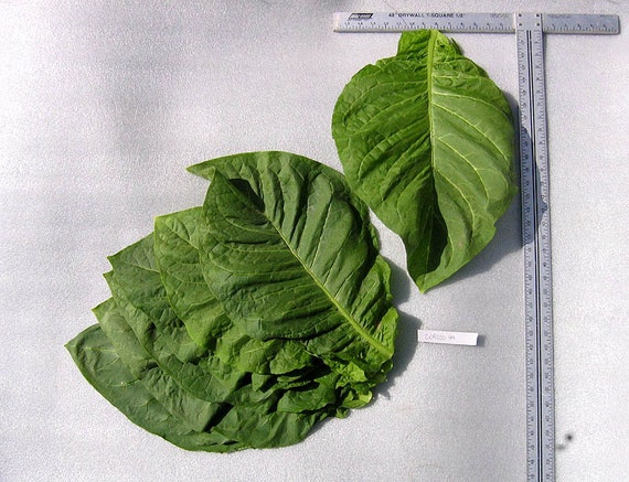 1000 Corojo 99 Tobacco Seeds ~ Wrapper Leaf Heirloom Non-gmo Nicotiana  Tabacum