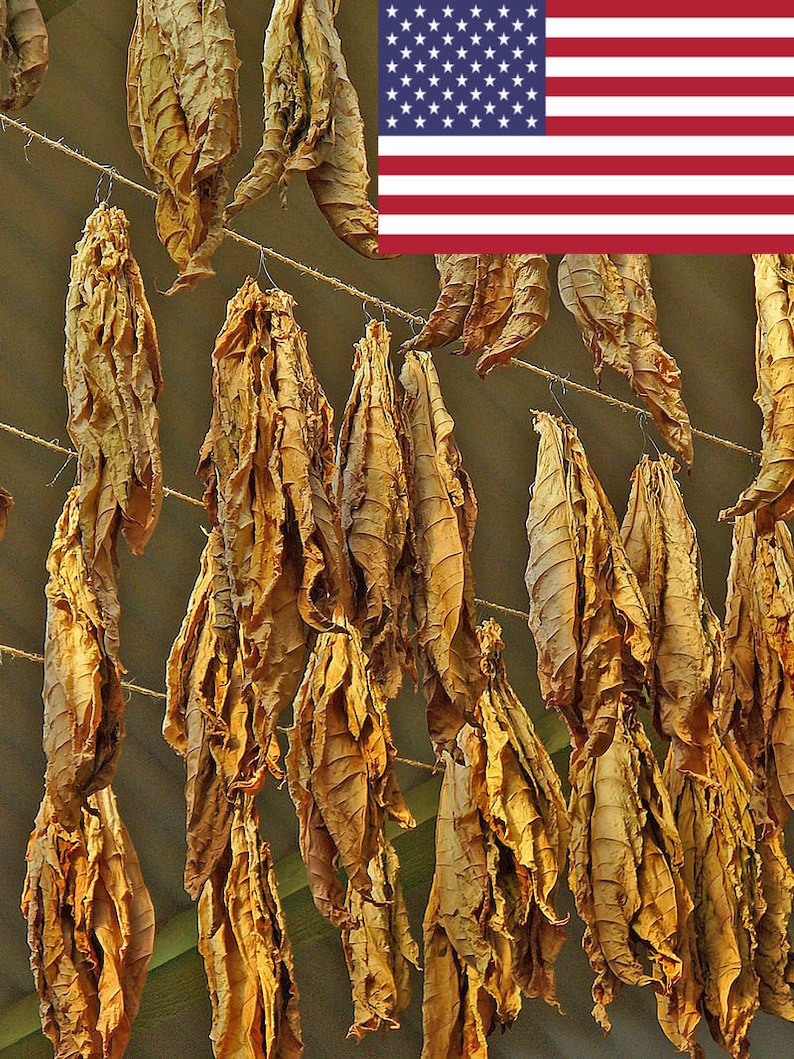 Как выглядит цветы табака 1000 ацтекские семена табака Nicotiana rustica Ацтекский Etsy