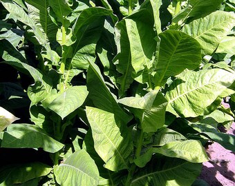 corojo tobacco 1000 Corojo 99 Tobacco Seeds ~ Wrapper Leaf Heirloom Non-gmo Nicotiana  Tabacum