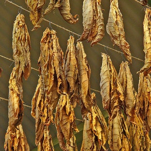 1000 Connecticut Broadleaf  Tobacco Seeds ~ Heirloom Non-GMO Nicotiana Tabacum