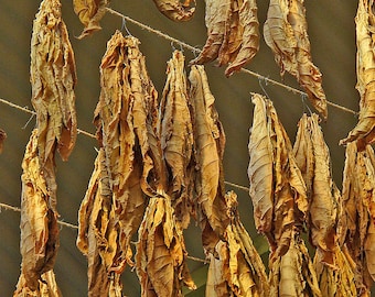 1000 Connecticut Broadleaf  Tobacco Seeds ~ Heirloom Non-GMO Nicotiana Tabacum