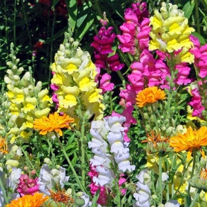 Fairy Bouquet Mixed Snapdragon Seeds - Beautiful Flowers - Multiple Quantities